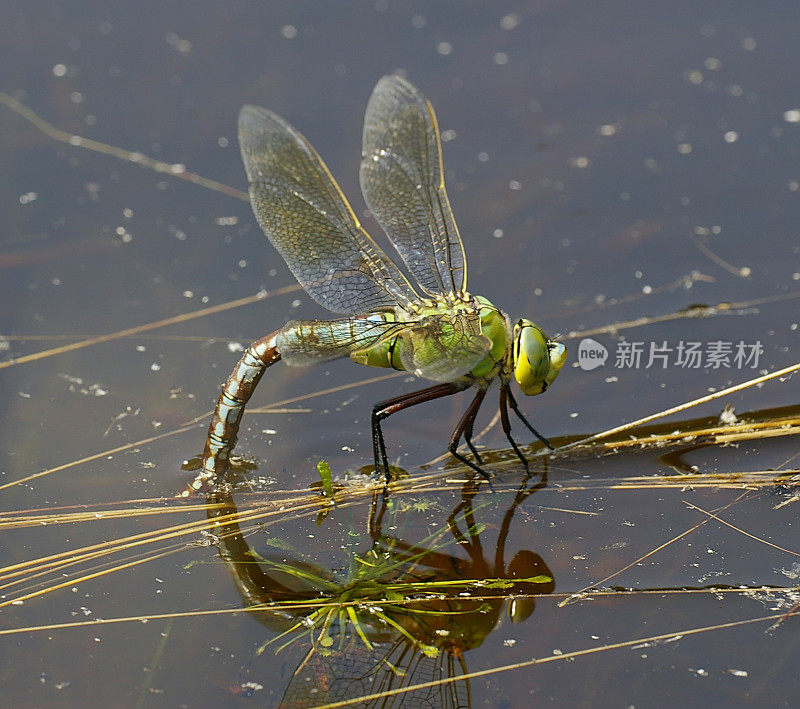 帝王蜻蜓(Anax imperator)正在产卵的雌性